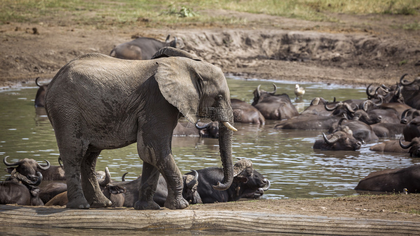 由非洲南部的Kruge公园与非洲水牛一起组成的塘大象非洲家族南部的Kruge公园与非洲水牛一起组成的非洲灌木大象图片