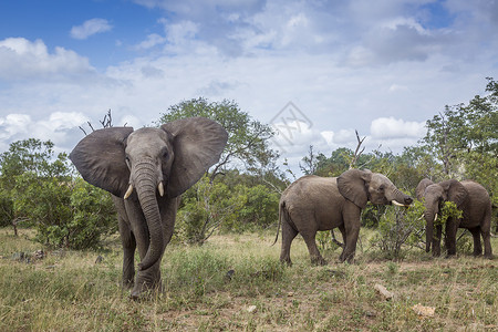 非洲灌木大象在南非洲Kruge公园的绿草原上充电非洲大象的家族图片