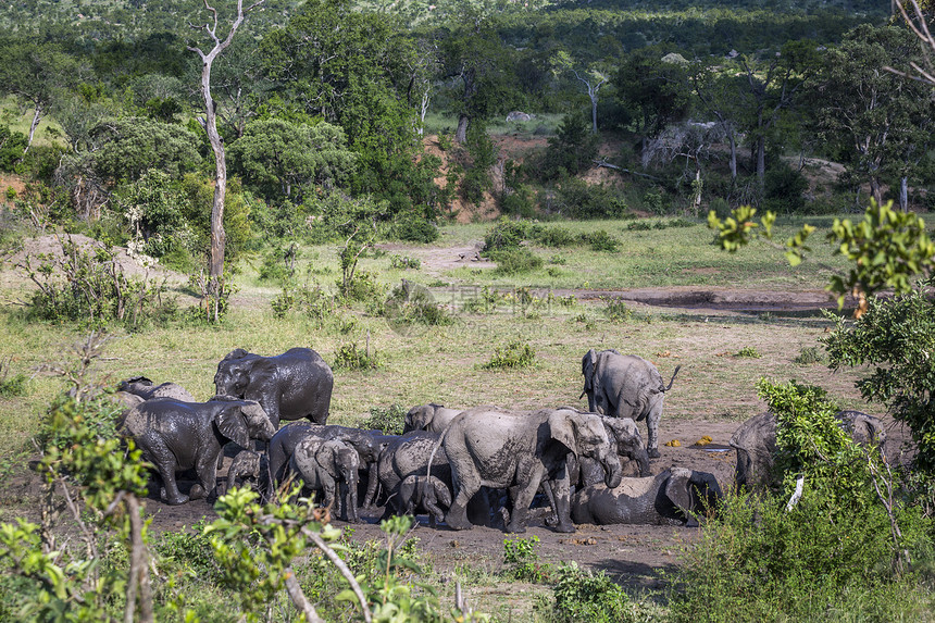 非洲灌木大象在南部非洲Kruge公园的泥浴中聚集非洲大象的家庭图片