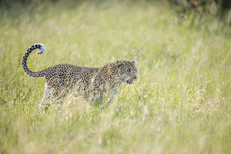 珠姆措草原在非洲南部的Kruge公园中黑豹在草原上行走非洲南部的felida的SptiPanhrpdus家庭背景