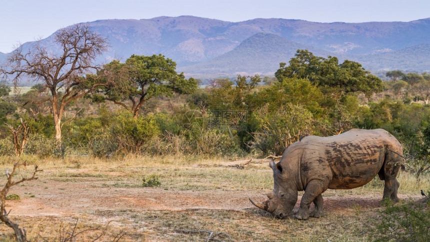 南非克鲁格公园大草原上的南部白犀牛犀牛科ceratotheriumsimum南非克鲁格公园的南白犀牛图片