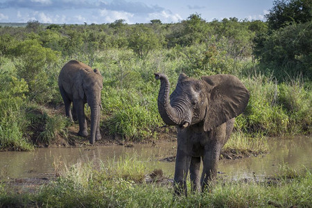 非洲灌木大象在南非洲Kruge公园的非洲灌木大象的家庭图片