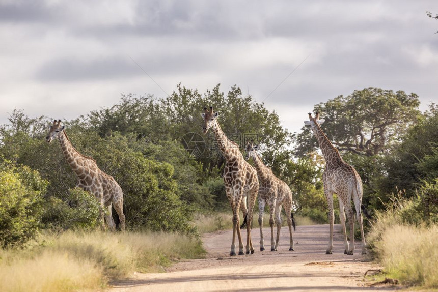 在非洲南部的Kruge公园的farie泥土路上的一小群长颈鹿非洲南部的Kruge公园的girafcomlpardis家族图片