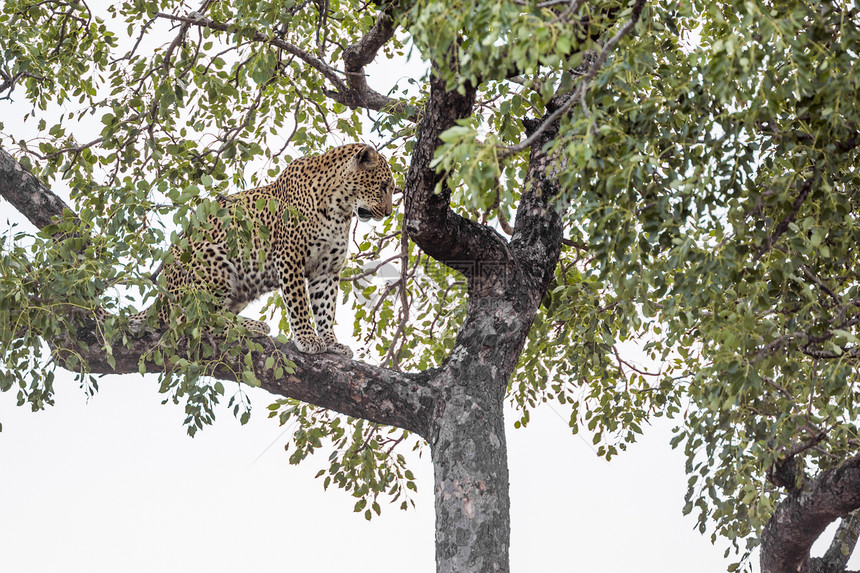 非洲南部Kruge公园一棵树上的豹刺非洲南部Kruge公园的Pepianthrpdus家庭图片