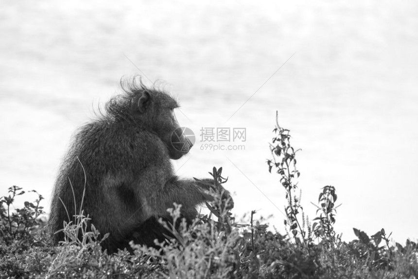 位于非洲南部的Kruge公园位于湖边的黑白和男位于非洲南部的ceropitheda的Spiaoursn家庭位于非洲南部的Krug图片