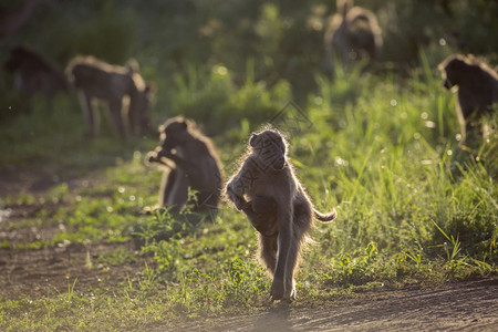 非洲野生动物保护区的猴子图片