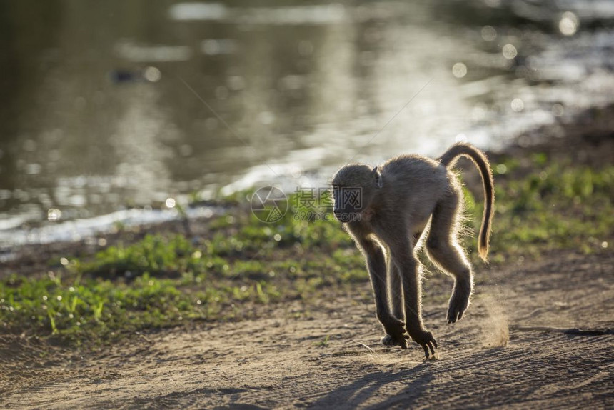 南非克鲁格公园里奔跑的南美狒狒狗尾猴科的猫熊科南非克鲁格公园的查克玛狒狒图片