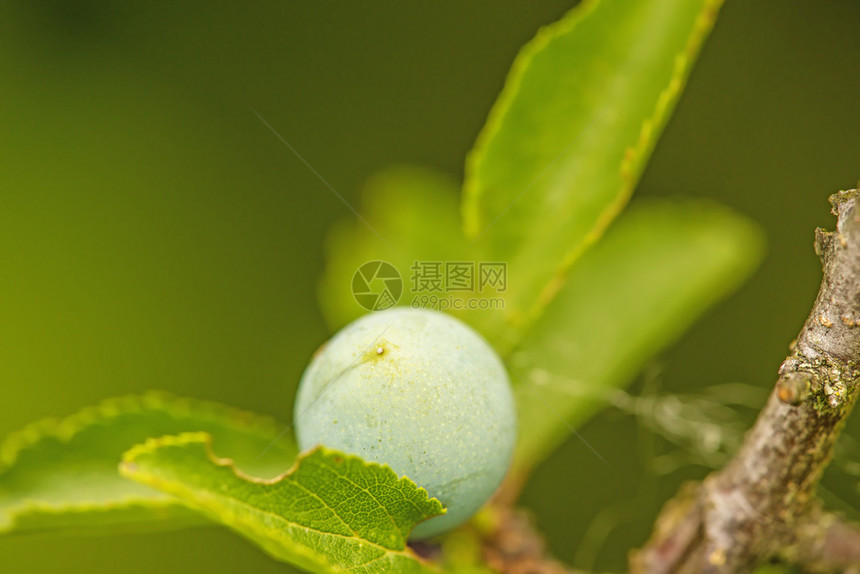 在树丛里撒着果汁图片