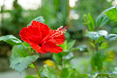 红色灌木盛开的美丽红色花朵背景