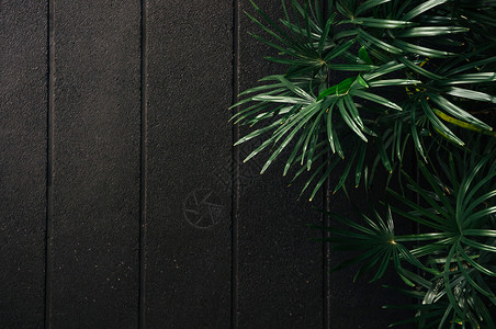 含黑色混凝土墙的深低关键语调图像的绿竹椰子叶现代装饰带有平缓概念图片