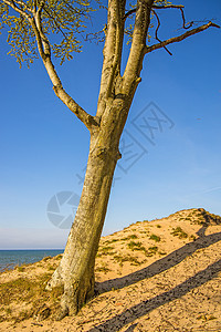 沙滩和丘树图片