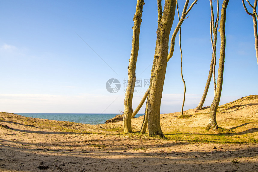 沙丘和树木图片