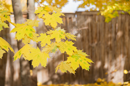 秋天的枝在旧木墙背景下有黄色亮叶子图片
