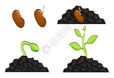 从种子到芽的植物生长阶段矢量说明eps10图片