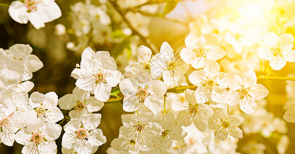 春天美丽的开树枝桃花图片