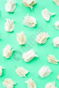 绿色背景的美丽白果树花顶部视图图片