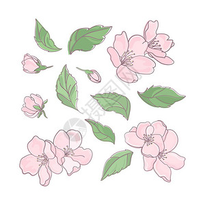 粉红色的花朵矢量插图背景图片