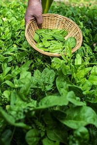 在有机农场采摘菠菜的女人生物蔬菜食品概念家庭花园图片