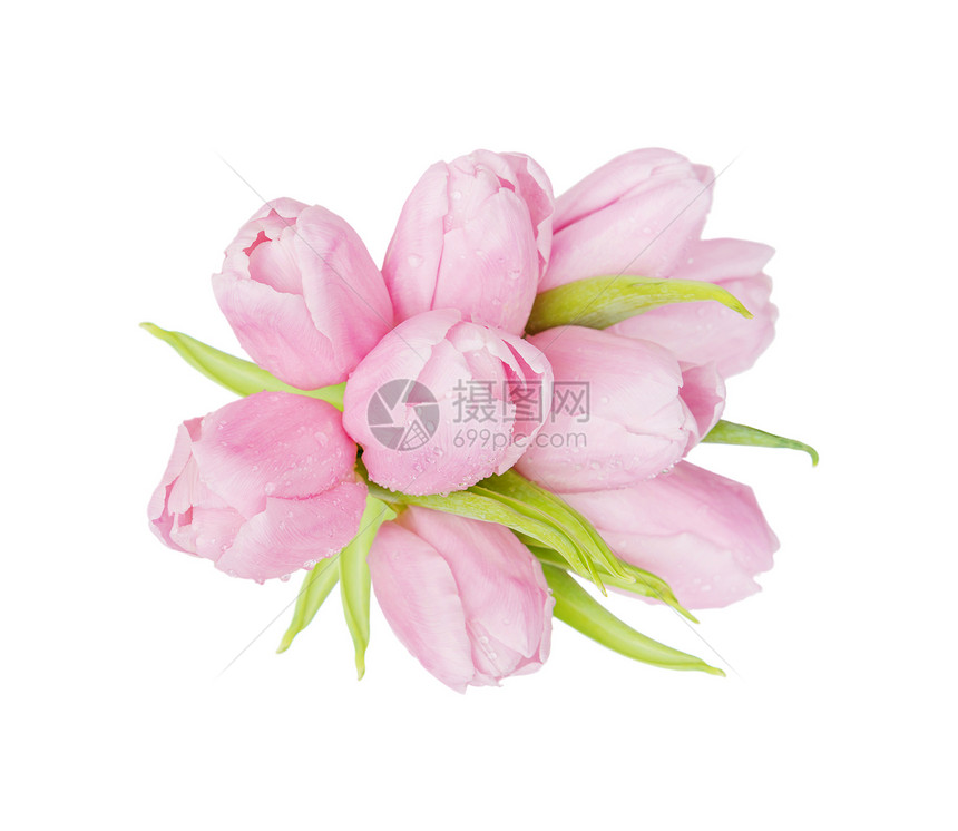 粉红色郁金香花束白底孤立于图片