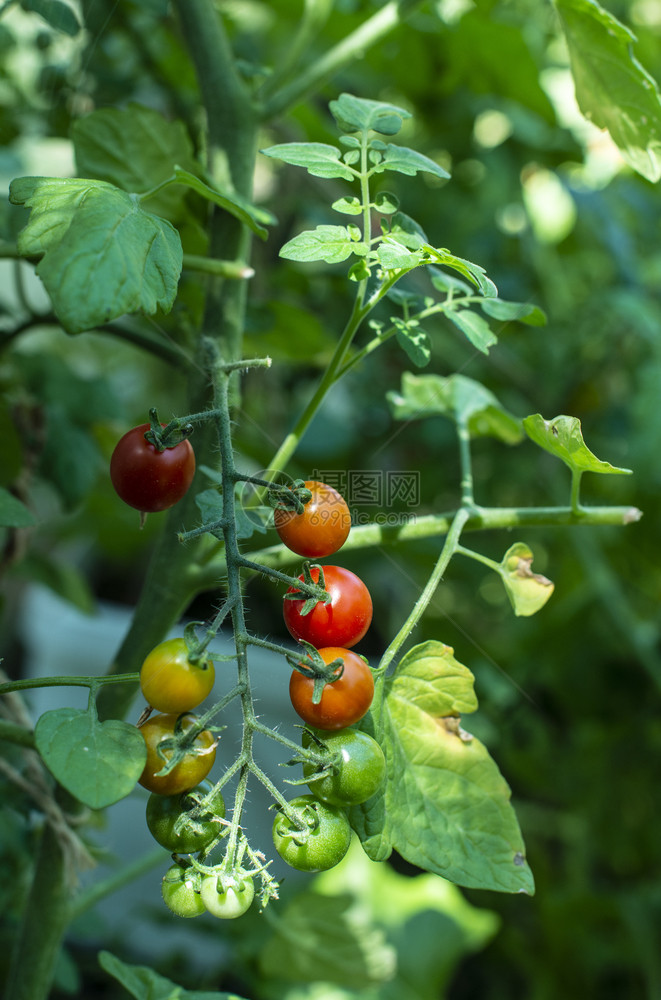 小有机农场的樱桃西红柿生物蔬菜概念家庭花园绿色和红番茄图片