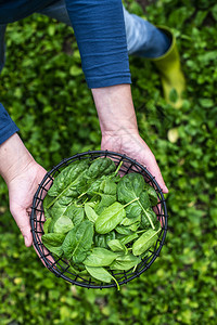 在有机农场采摘菠菜的女人生物蔬菜食品概念家庭花园图片