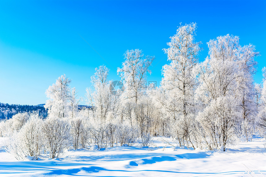 美丽的山地景观有蓝色天空和白冬季雪树图片