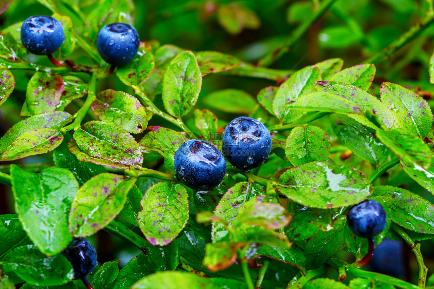 林蓝莓草丛有成熟的浆果和水滴关闭图片