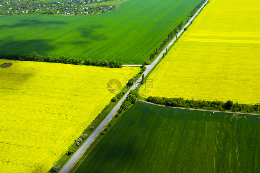 看见黄花 种子田和小麦 美丽的风景图片
