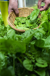 在有机农场采摘菠菜的女人生物蔬菜食品概念家庭花园图片