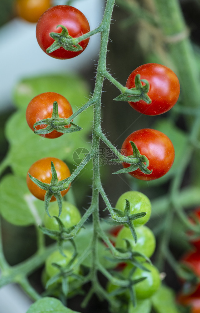 小有机农场的樱桃西红柿生物蔬菜概念家庭花园绿色和红番茄图片