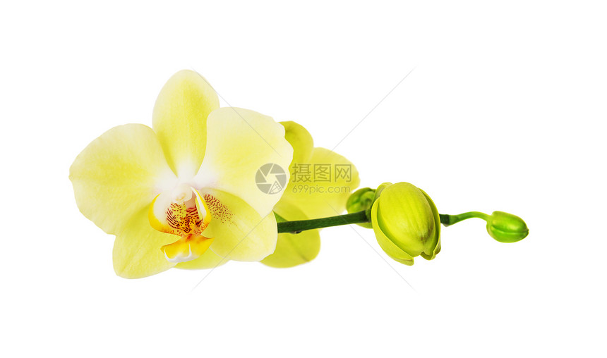 白色背景上孤立的黄色花朵图片
