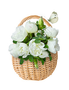 白狗玫瑰和蝴蝶的香花束白色的底图片