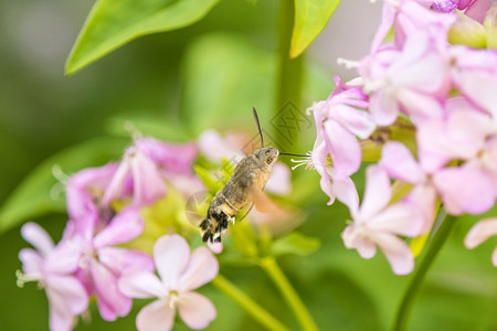 蜂鸟在肥皂园一朵花上的鹰鸣图片