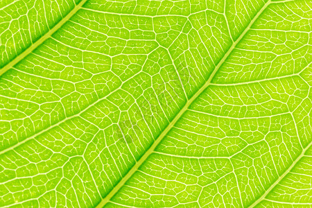 绿叶纹理背景为网站模板春美环境和生态设计提供光线图片