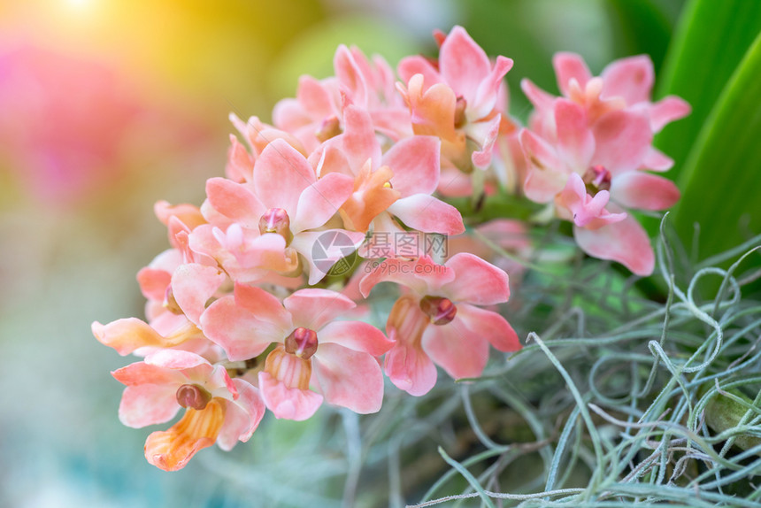 冬季花园里的粉橘色兰花图片