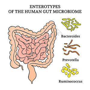 人类肠内微生物医学插图的内肠型高清图片