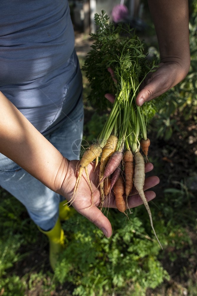 来自小型有机农场的胡萝卜女农民在花园里持有多彩胡萝卜生物农业的概念图片