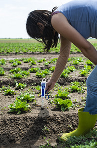 妇女在土壤中使用数字测量仪生菜植物阳光明媚的白天农业植物护理概念图片