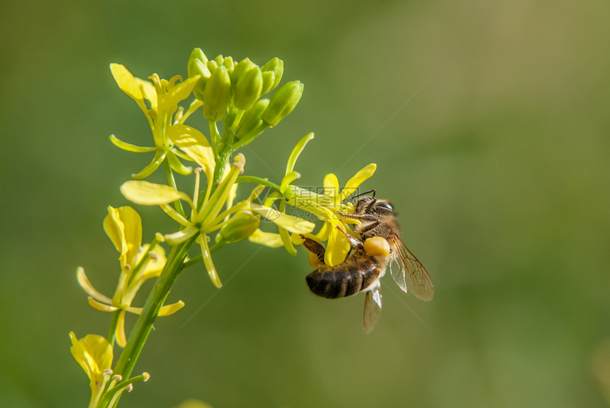 蜂蜜收集花,授粉黄色花图片