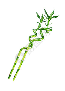 锯东成两片长的家用植物干其中两片是幸运竹子dracensderi有绿色叶子扭曲成螺旋状形以白色背景隔离背景