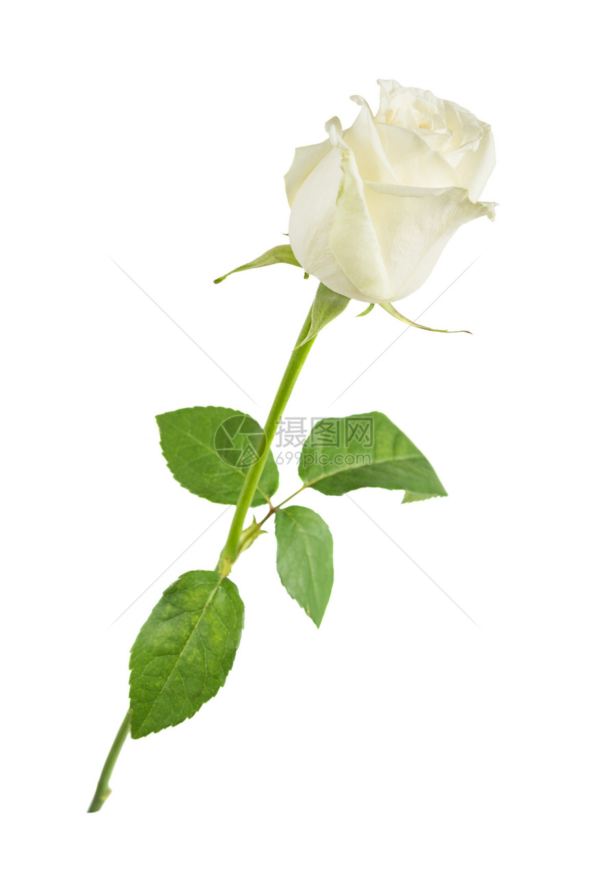 高雅的白玫瑰花长干绿色的叶子孤立在白色背景上侧观白色背景图片