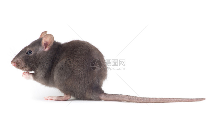 白色背景上孤立的老鼠特写图片