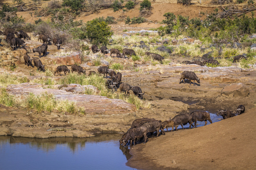 南非洲Kruge公园的非洲水牛南部Kruge公园的非洲水牛南部Kruge公园的非洲水牛图片