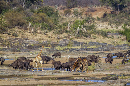 非洲南部Kruge公园的长颈鹿和非洲水牛图片