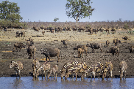 博泽戈非洲南部Kruge公园中的平原斑马非洲南部Kruge公园中的平原斑马背景