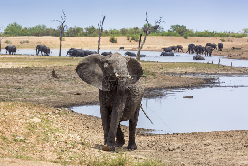 非洲灌木大象在南部非洲的Kruge公园愤怒和充电非洲大象的African家庭图片