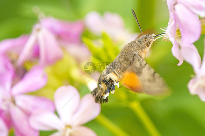 蜂鸟在肥皂园一朵花上的鹰鸣图片