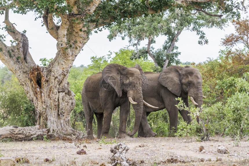 Kruge公园的两头非洲灌木大象南非洲的家庭图片