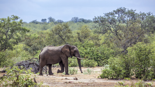 非洲灌木大象在南非洲Kruge公园的绿灌木中行走非洲大象的家庭图片