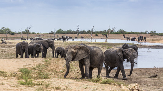 南非洲Kruge公园湖边的非洲灌木大象群非洲的家庭图片